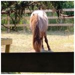 a horse is a horse, of course, of course - 2025 08 02