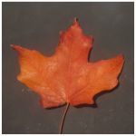 leaf - 2025 09 06