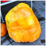gourd - 2025 10 10